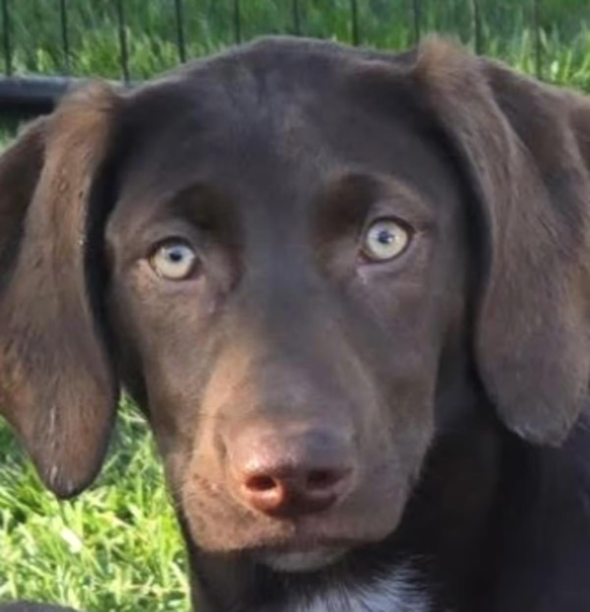 Photo of Ube, adoptable Weimaraner/Mixed Breed (Large) in Oakland, California