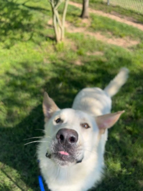 Photo of Dillinger, adoptable Great Pyrenees in Sheridan, Texas