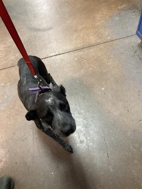 Photo of Pepper, adoptable Catahoula Leopard Dog in Dallas, Texas