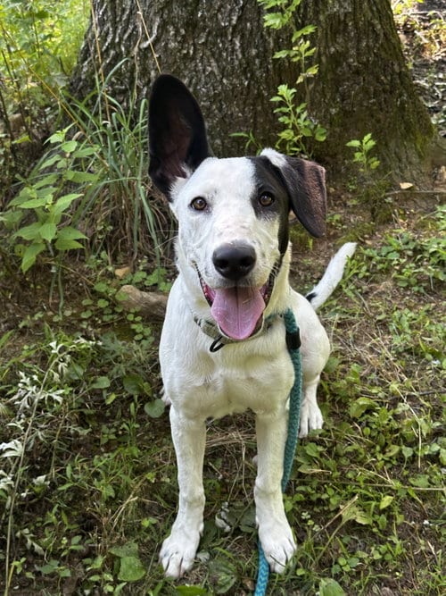 Photo of Left Eye Athens, adoptable Hound in Rockaway, New Jersey