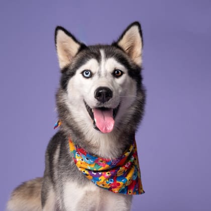 Photo of Storm Breaker, adoptable dog in Atlanta, Georgia