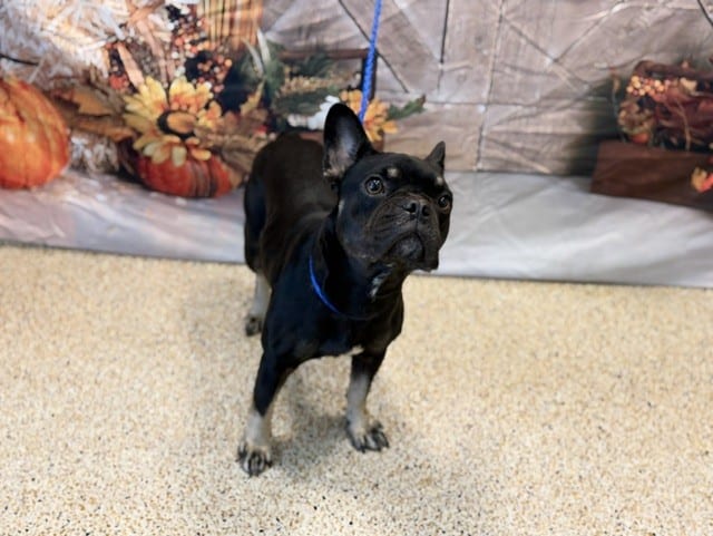Photo of Dottie, adoptable French Bulldog in Miami, Florida