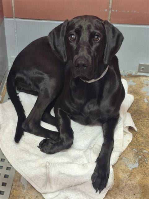 Photo of Pineapple, adoptable Labrador Retriever in Houston, Texas