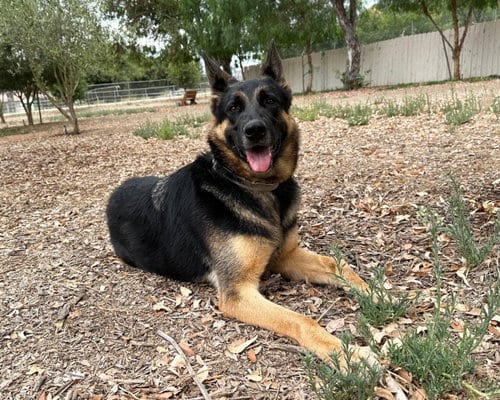 Photo of Trapper, adoptable German Shepherd Dog in San Diego, California