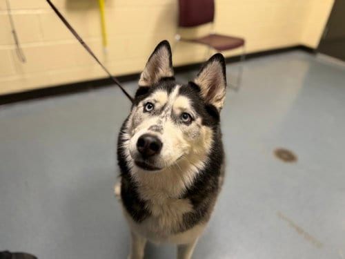 Photo of Bella, adoptable Siberian Husky in Denver, Colorado