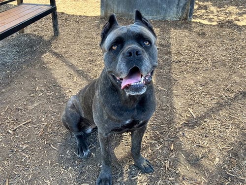 Photo of Athena, adoptable Cane Corso Mastiff in Orange, California