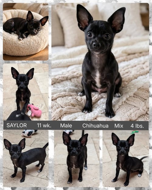 Photo of Saylor, adoptable Chihuahua in Mesa, Arizona
