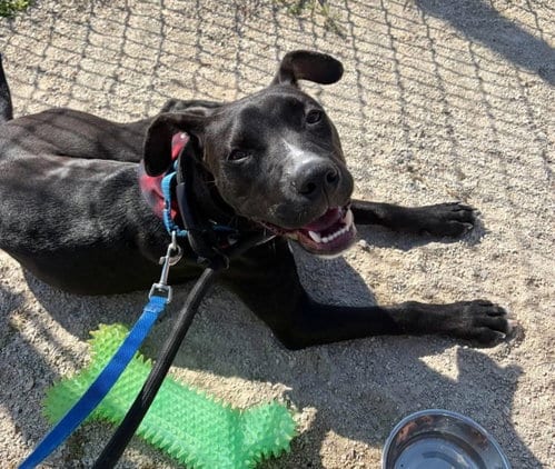 Photo of Linus, adoptable Boxer in Gilberts, Illinois