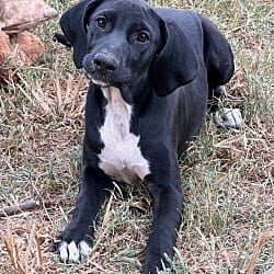 Photo of Vondie, adoptable Hound (Unknown Type) Hound (Unknown Type) in Johnston, Rhode Island
