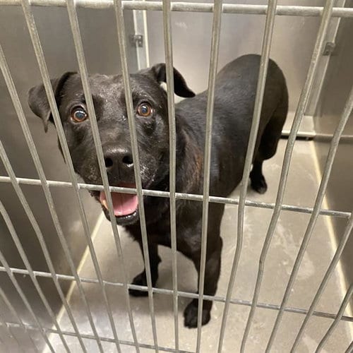 Photo of A615188, adoptable Pit Bull Terrier in Modesto, California