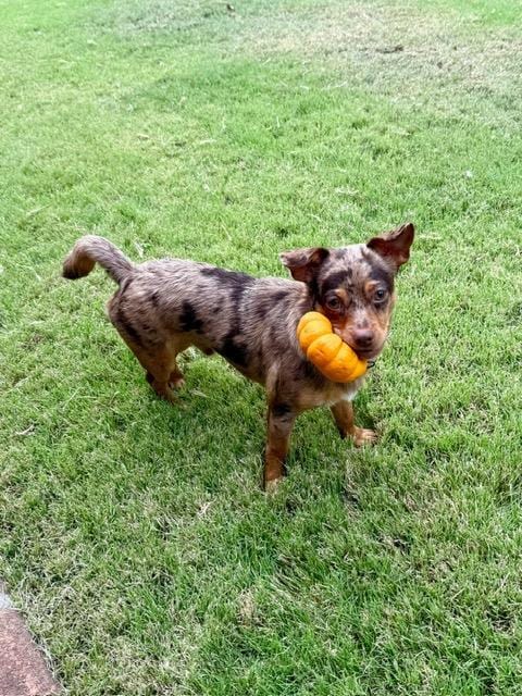 Photo of Arlo, adoptable Chihuahua in Santa Maria, California