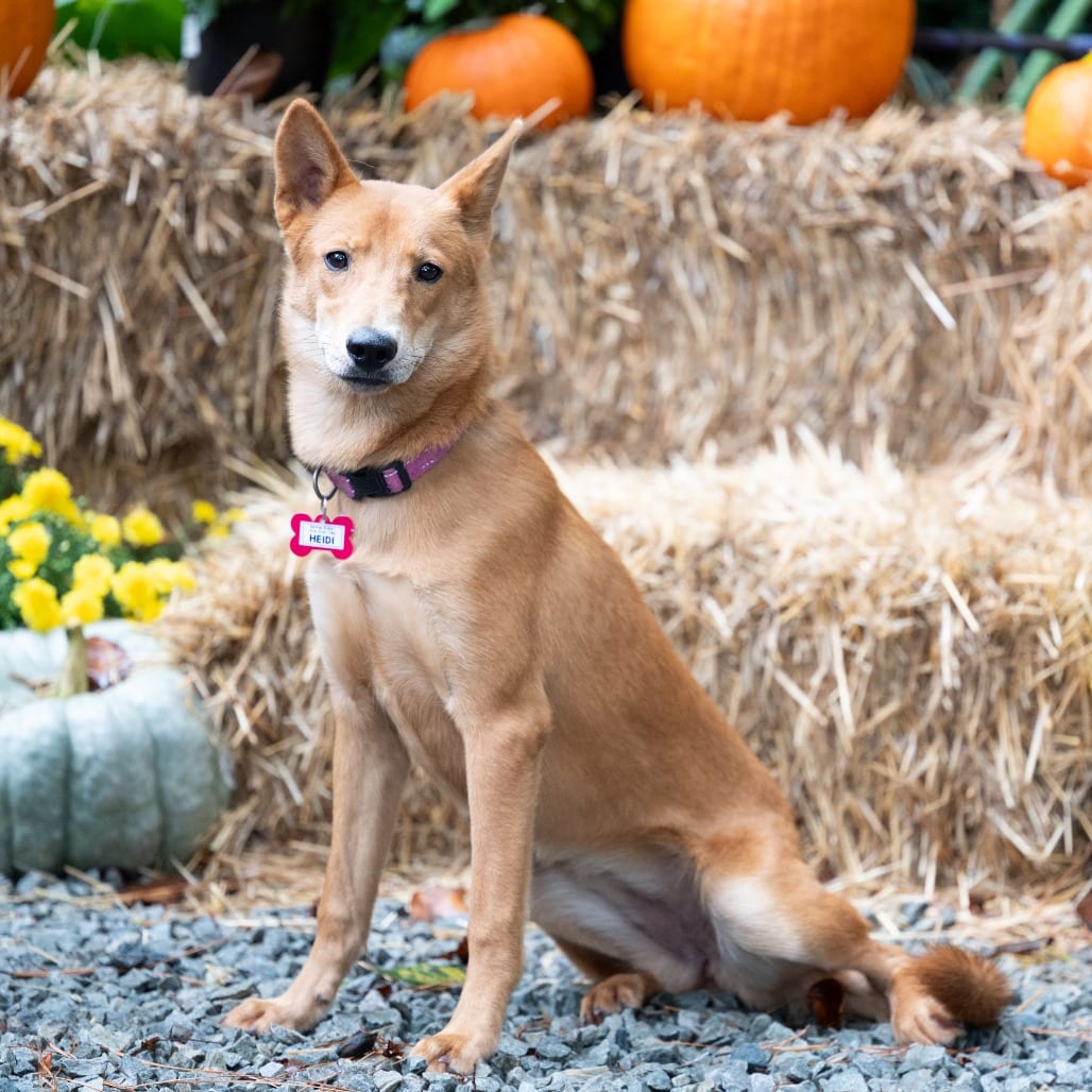 Photo of Heidi, adoptable Retriever in Wake Forest, North Carolina