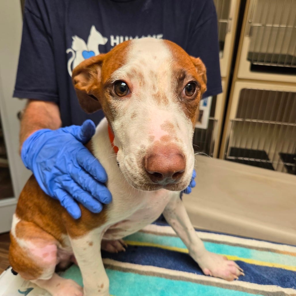Photo of Pecan, adoptable Mixed Breed (Medium) in Dallas, Texas