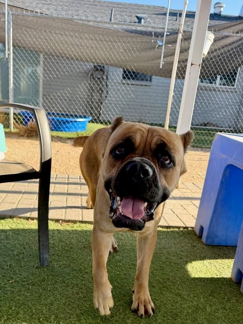 Photo of Roma, adoptable Cane Corso Mastiff in Goodyear, Arizona