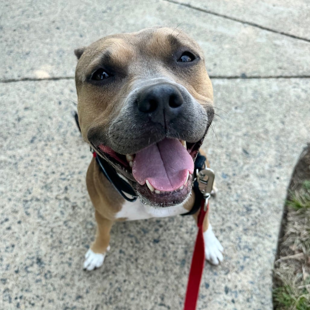 Photo of Brandy, adoptable Terrier, American Pit Bull in York, Pennsylvania
