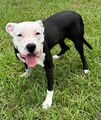 Photo of Harpoon, adoptable Pit Bull Terrier in Inverness, Florida