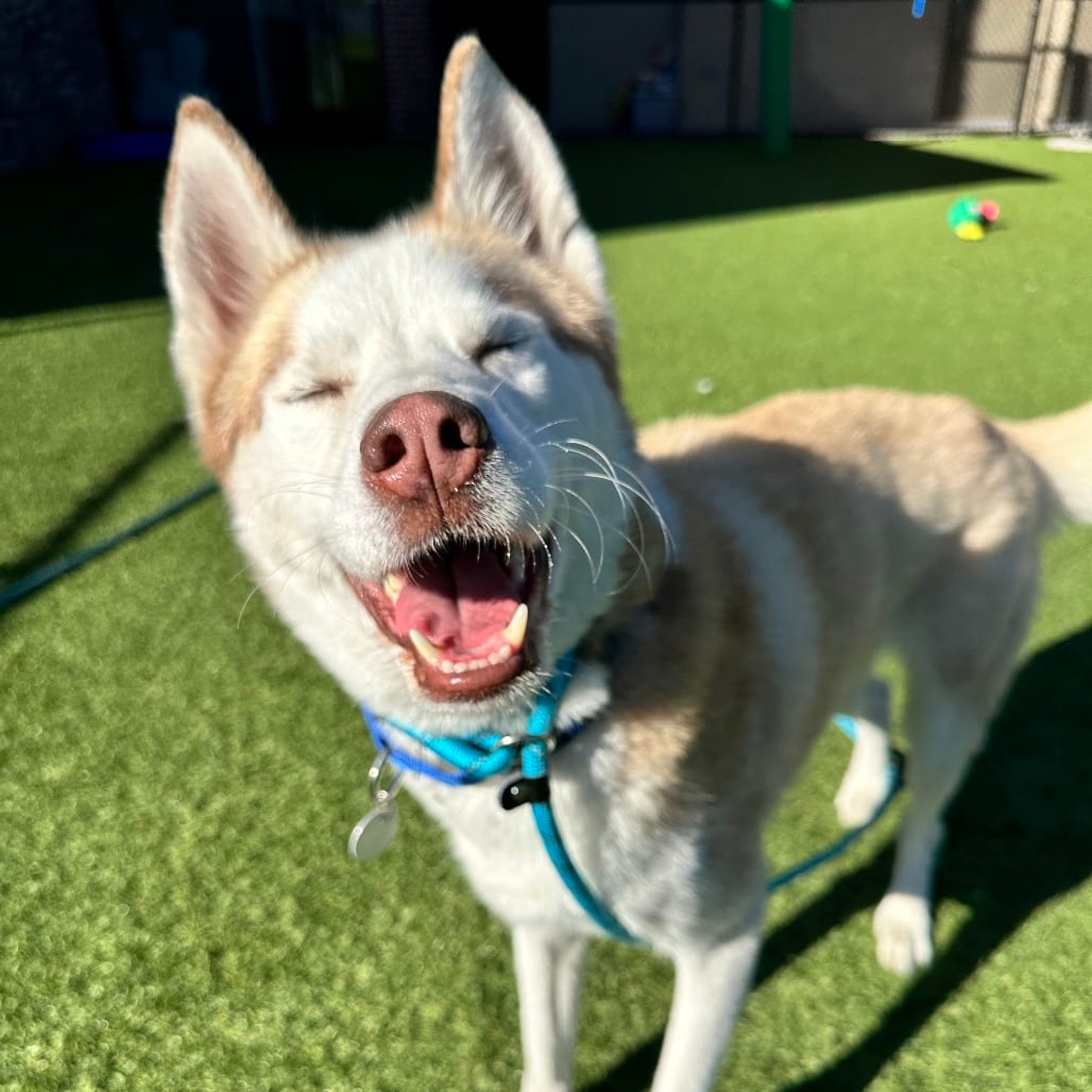 Photo of Vlad, adoptable Husky, Siberian / Mixed Breed (Medium) in Dayton, Ohio
