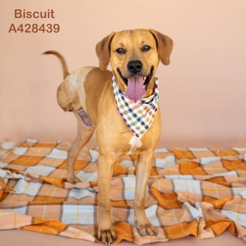 Photo of Biscuit, adoptable Labrador Retriever in Conroe, Texas