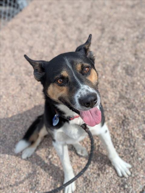 Photo of Kody, adoptable Australian Shepherd in Fort Collins, Colorado