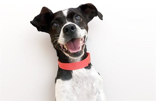 Photo of Oreo, adoptable Chihuahua in Ft Lauderdale, Florida