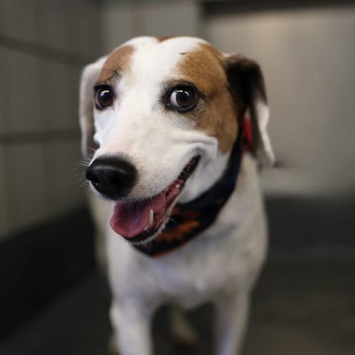 Photo of Harley, adoptable Pembroke Welsh Corgi in San Antonio, Texas