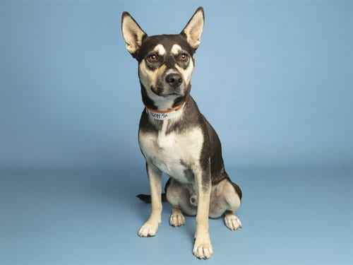 Photo of Roman Reigns, adoptable Australian Kelpie in Phoenix, Arizona