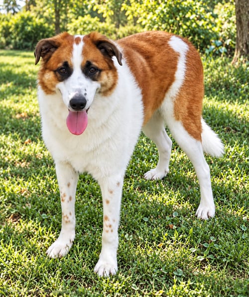 Photo of Chloe, adoptable Great Pyrenees in Franklin, Tennessee