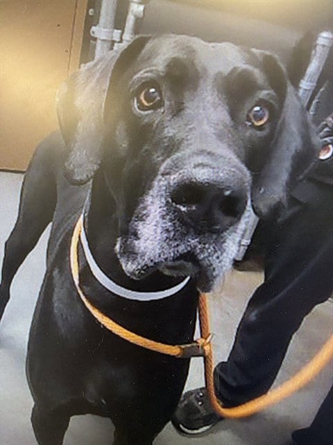 Photo of Goose, adoptable Great Dane in Phoenix, Arizona