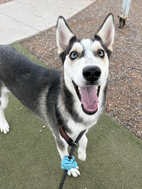 Photo of Sally, adoptable Siberian Husky in Phoenix, Arizona