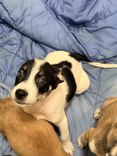 Photo of Saturn, adoptable Husky in San Antonio, Texas