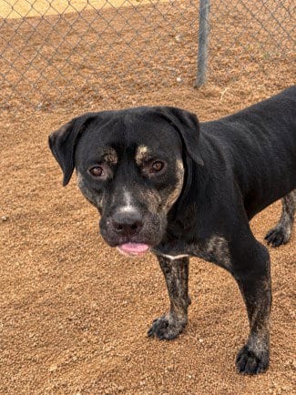 Photo of Murphy, adoptable Labrador Retriever in Killeen, Texas