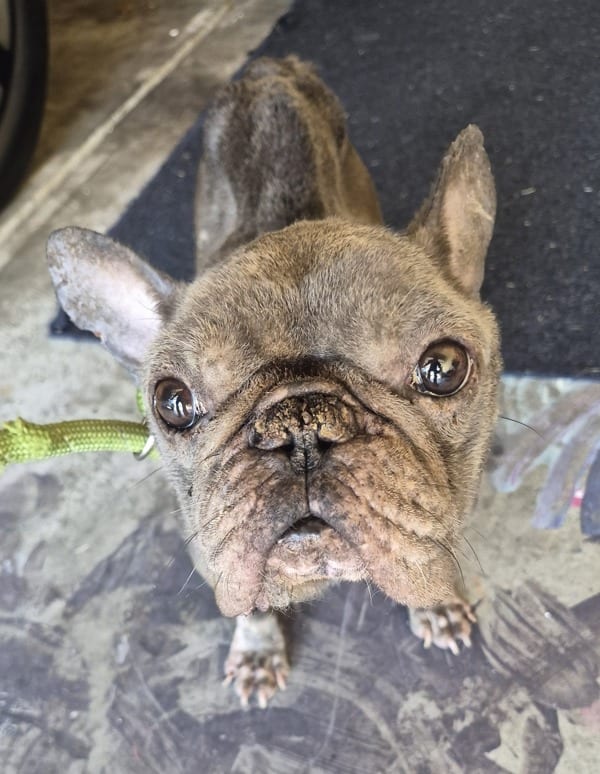 Photo of Vc-5 Royce, adoptable French Bulldog cross in Lawrenceville, Georgia