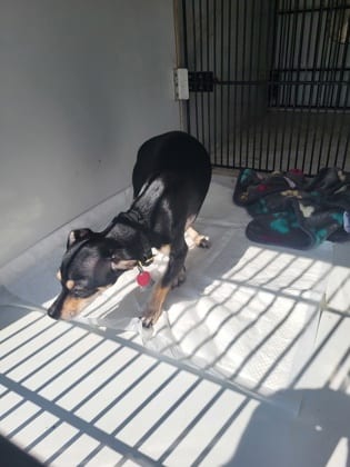 Photo of Mashi, adoptable dog in Atlanta, Georgia