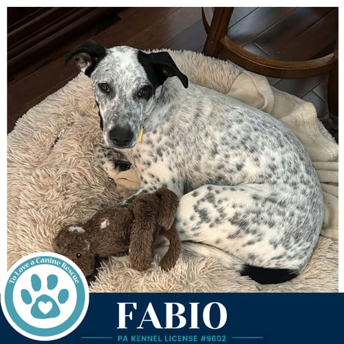 Photo of Fabio (Speckled Six) 091226, adoptable Pointer in Kimberton, Pennsylvania
