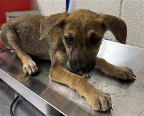 Photo of Gretel, adoptable German Shepherd Dog in San Bernardino, California