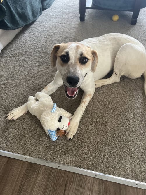 Photo of Daphne #4, adoptable Great Pyrenees in Aurora, Colorado