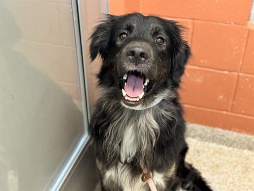 Photo of Gregory, adoptable Border Collie in Pueblo, Colorado
