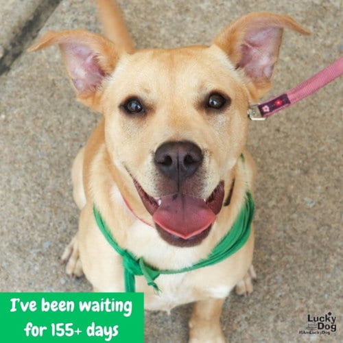 Photo of Maggie, adoptable Labrador Retriever in Washington, District of Columbia