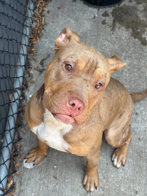 Photo of Saltine, adoptable American Pit Bull Terrier in Chicago, Illinois