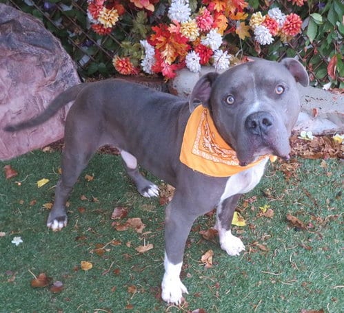 Photo of Merlin, adoptable American Pit Bull Terrier in Oklahoma City, Oklahoma
