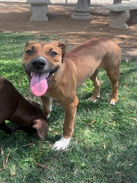 Photo of Cinammon, adoptable Pit Bull Terrier in Thousand Palms, California