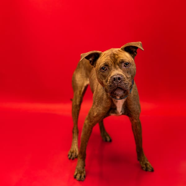 Photo of Bella, adoptable Pit Bull cross in Lawrenceville, Georgia