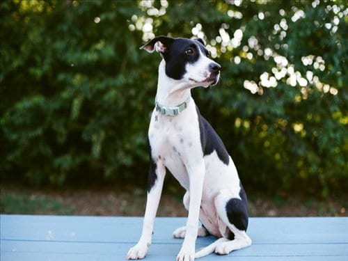 Photo of Betty, adoptable Pit Bull Terrier in Tulsa, Oklahoma