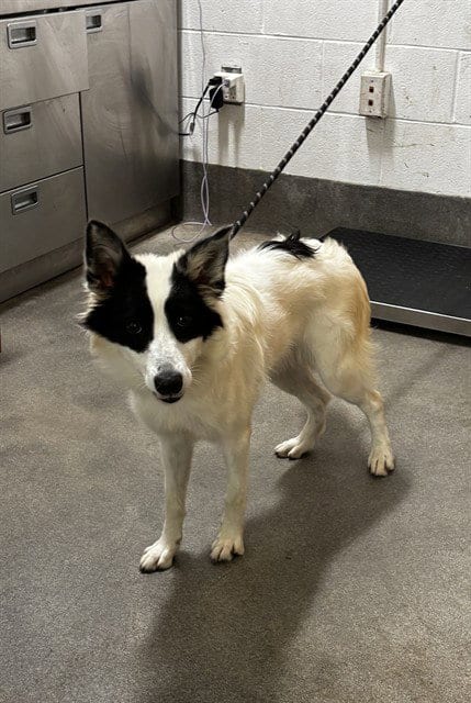 Photo of Emily, adoptable Collie in Forestville, Maryland