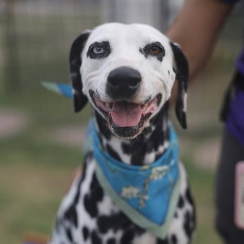 Photo of Bongo, adoptable Dalmatian in San Antonio, Texas