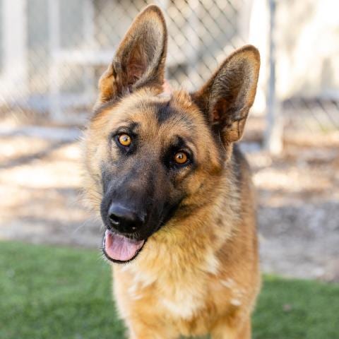 Photo of Queenie, adoptable German Shepherd Dog in Camarillo, California