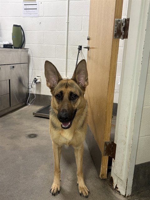 Photo of Peace, adoptable German Shepherd Dog in Forestville, Maryland