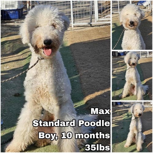 Photo of Max from Korea, adoptable Poodle (Standard) in Federal Way, Washington