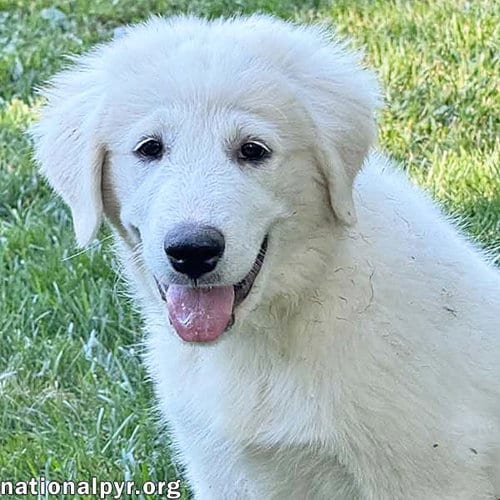 Photo of Iduna in OH - Incredibly Attentive, adoptable Great Pyrenees in Beacon, New York
