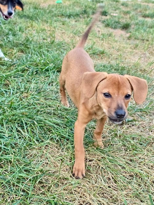 Photo of Tigger, adoptable Dachshund in Hillsboro, Missouri
